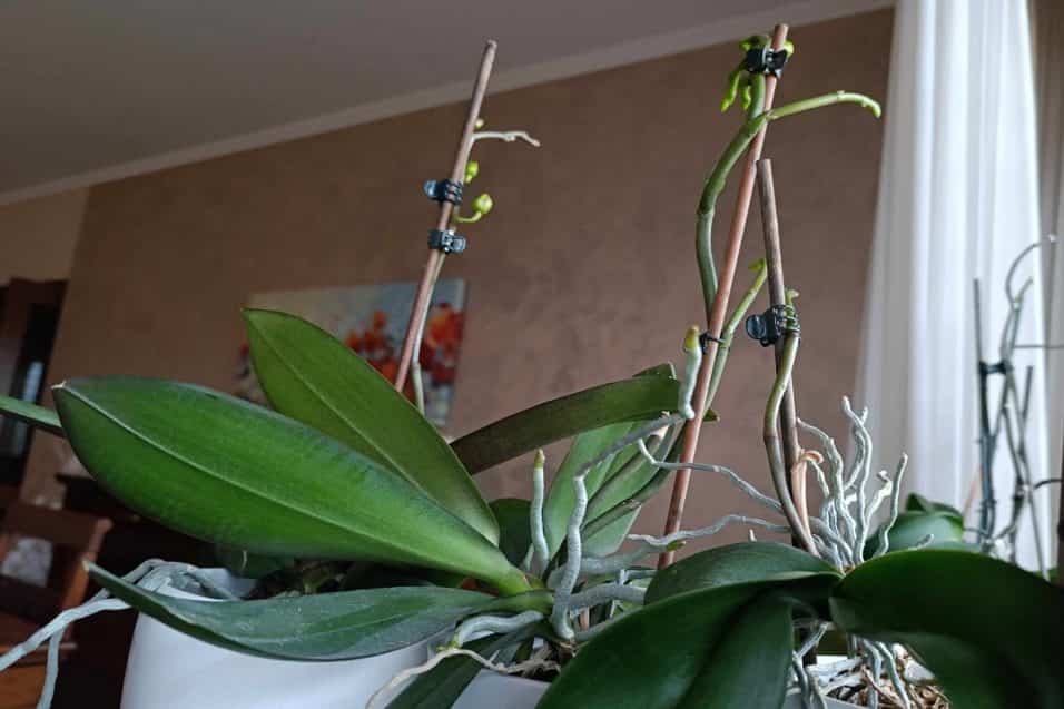 Orchidee fiorite