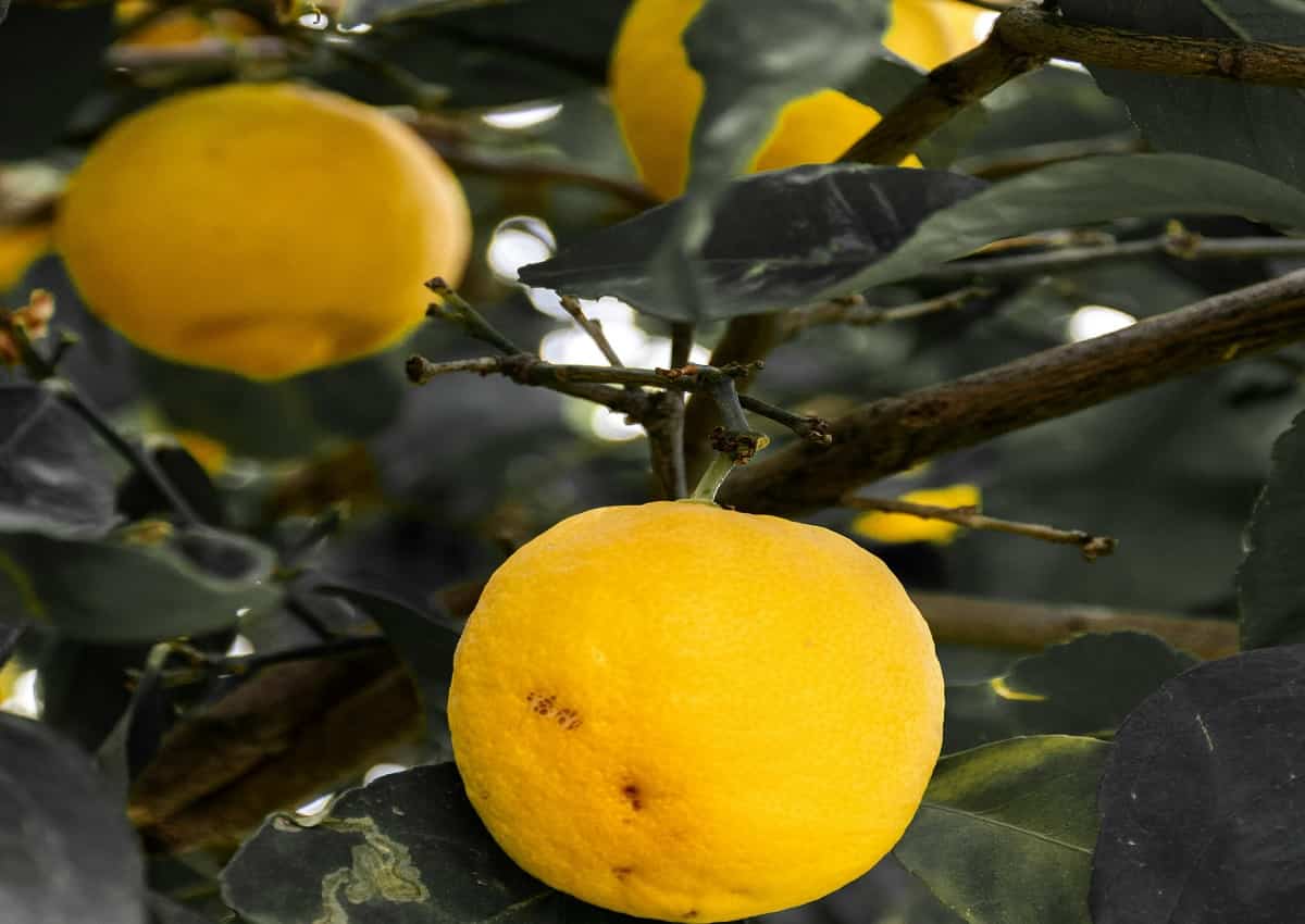Limoni