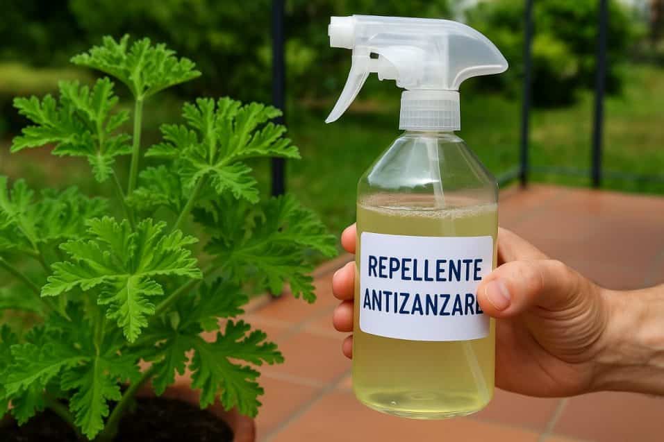 Spray antizanzare fai-da-te con liquido giallo tenuto in mano, accanto a una pianta di citronella su balcone con pavimento in cotto