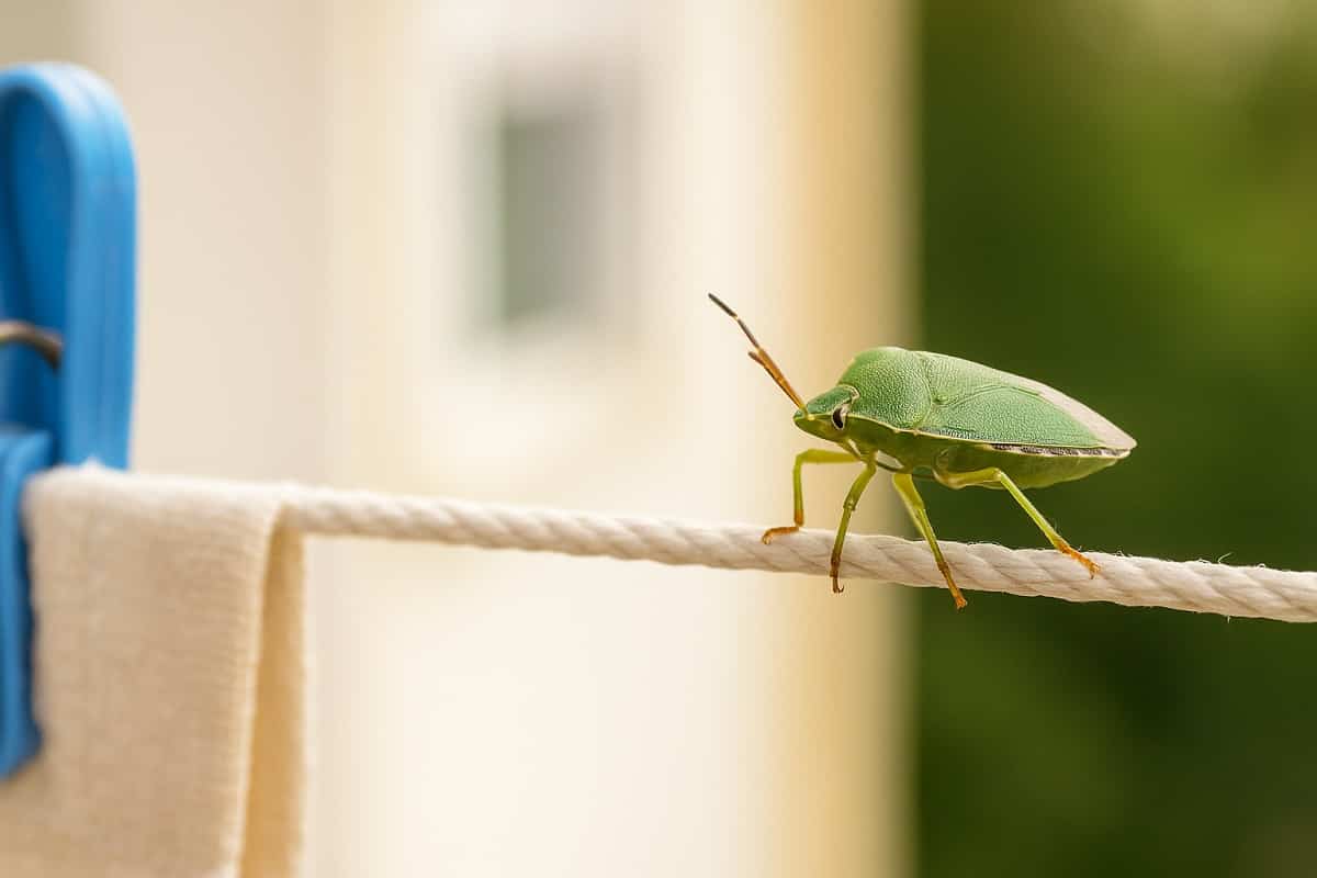 Cimice verde su uno stendibiancheria con panni e molletta blu, immagine realistica panoramica.