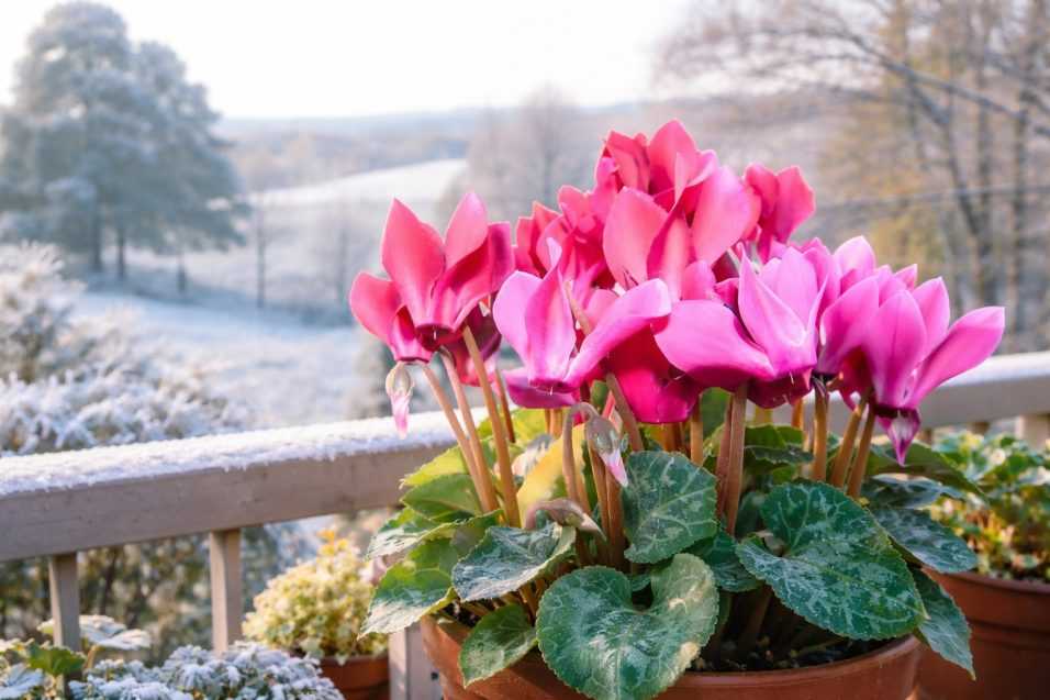 Ciclamino in fiore sul balcone in inverno, corretta esposizione al freddo e protezione naturale per mantenere fiori e foglie sani