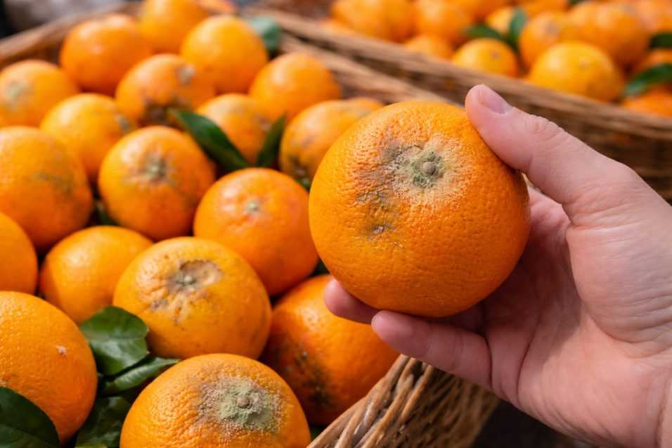 Arancia con difetto sulla buccia che indica un possibile rischio per la salute.