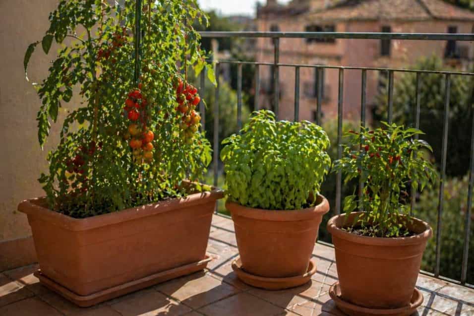 : Scopri come creare un orto in vaso sul balcone: quali vasi scegliere, dimensioni corrette, distanza tra le piante e consigli pratici