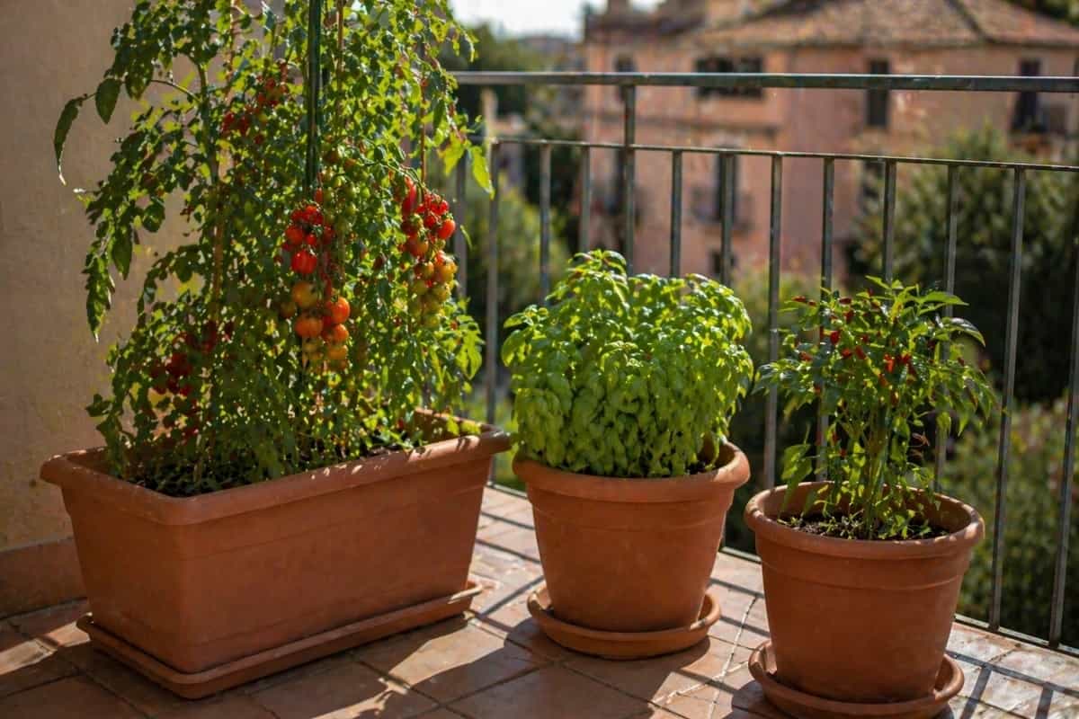 : Scopri come creare un orto in vaso sul balcone: quali vasi scegliere, dimensioni corrette, distanza tra le piante e consigli pratici