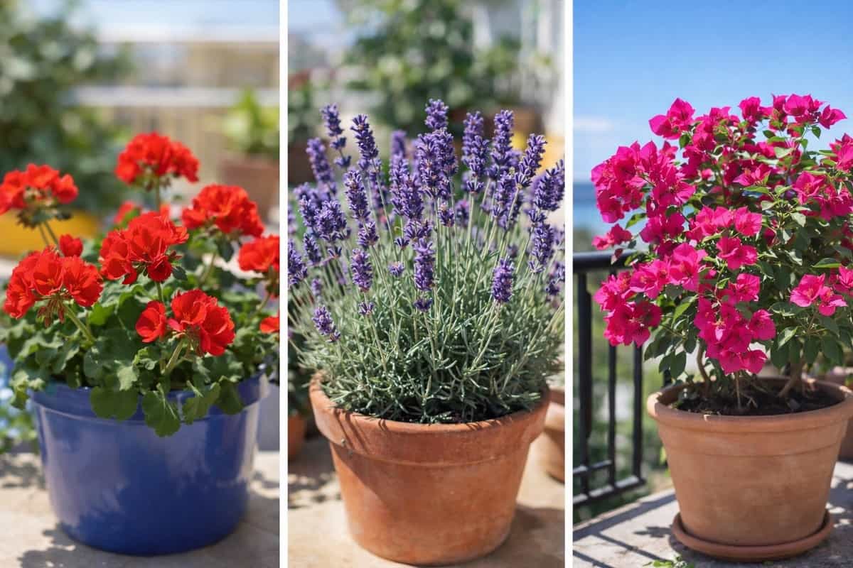 Tre piante da balcone resistenti al sole, geranio, lavanda e bouganville