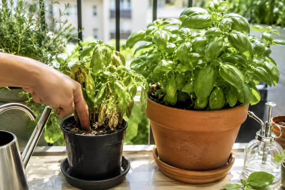 Il basilico si secca sempre dopo pochi giorni? Ecco gli errori più comuni con acqua, vaso, luce e posizione, e come curarlo in casa o sul balcone