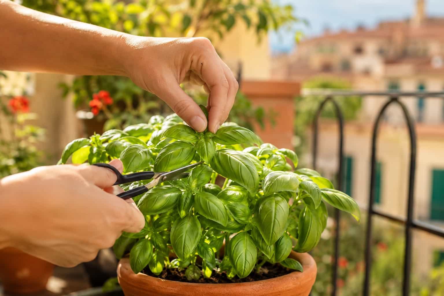 Basilico in vaso verde e rigoglioso su un balcone estivo, con una mano che taglia delicatamente le cime per far crescere nuove foglie.
