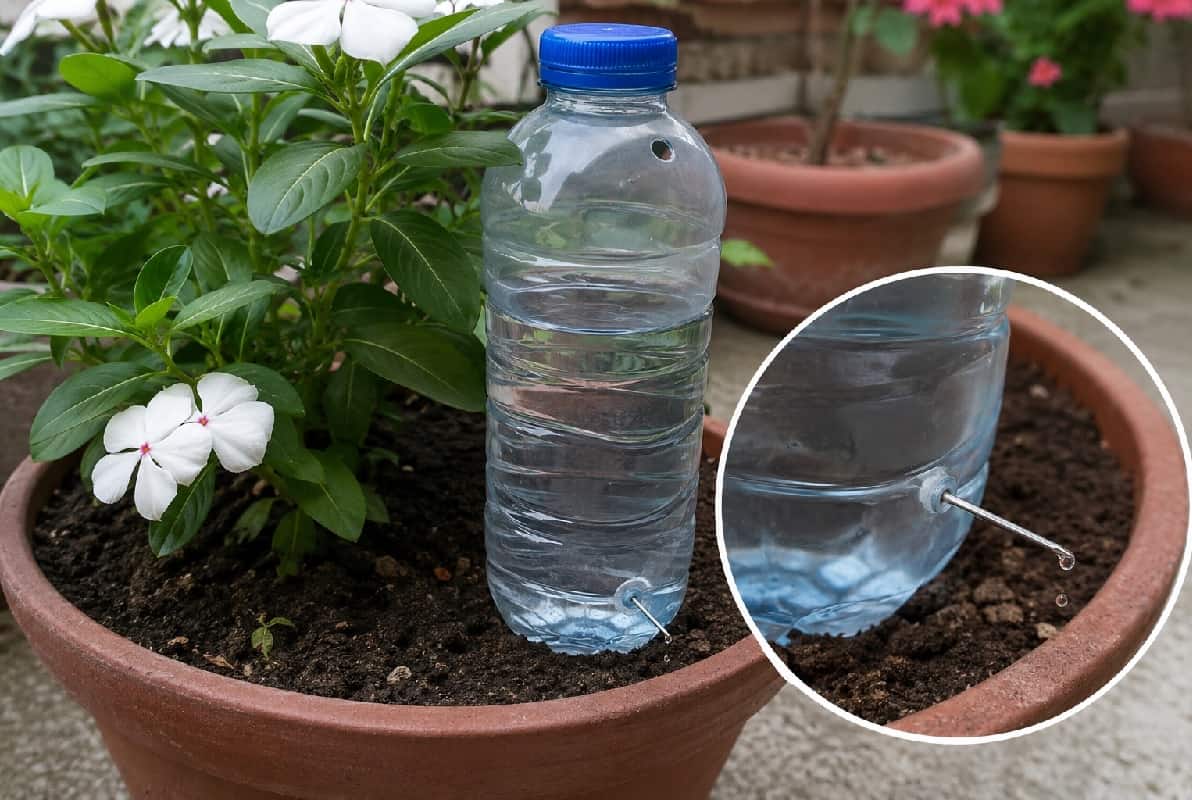Un ago e una bottiglia di plastica possono aiutarti a irrigare le piante quando non sei in casa