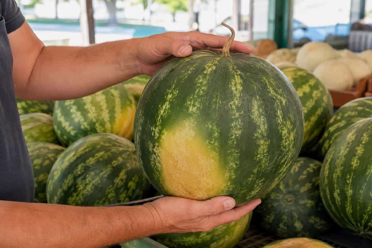 Come riconoscere un’anguria buona e matura guardando picciolo, macchia giallo-arancio e buccia opaca. I tre segnali semplici per scegliere un frutto dolce e succoso.
