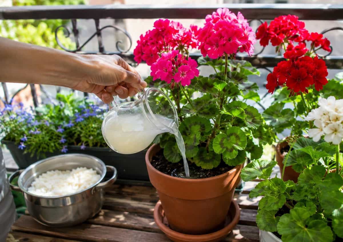 Il trucco dell’acqua di riso per avere gerani pieni di fiori sul balcone: come usarla, ogni quanto versarla e gli errori da evitare con acqua calda o salata.