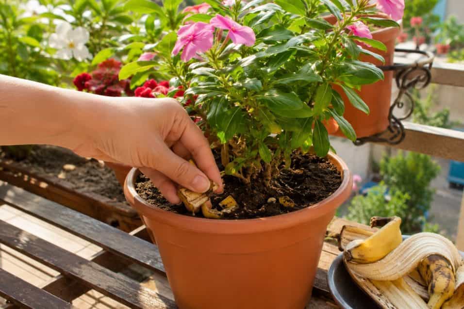 Bucce di banana per piante forti e sane in estate: come usarle nei vasi, quando interrarle, su quali piante funzionano e gli errori da evitare.