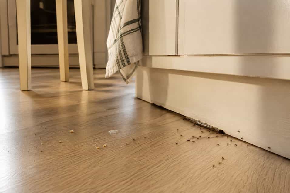 Formiche in cucina a luglio e agosto: ecco quali abitudini serali possono attirarle, dove controllare le fessure e cosa fare per bloccarle.