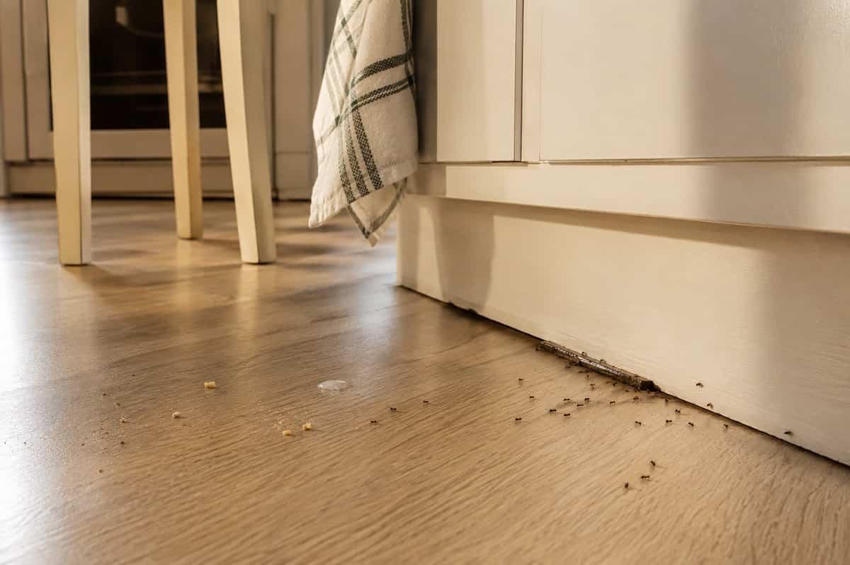 Formiche in cucina a luglio e agosto: ecco quali abitudini serali possono attirarle, dove controllare le fessure e cosa fare per bloccarle.