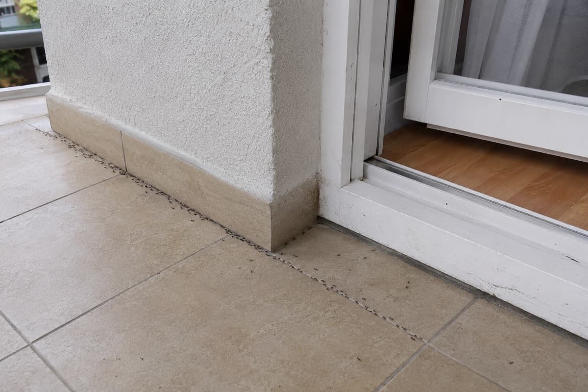 Formiche che entrano dalle fughe del balcone? Ecco come passano da crepe e battiscopa, cosa le attira e i metodi naturali o più forti per bloccarle.