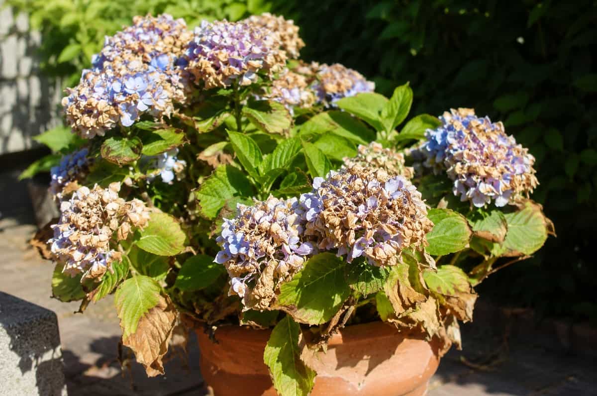 Ortensie con fiori bruciati e foglie secche in estate? L’errore del mattino può rovinare la fioritura. Ecco come annaffiarle, dove metterle e quando rinvasarle.