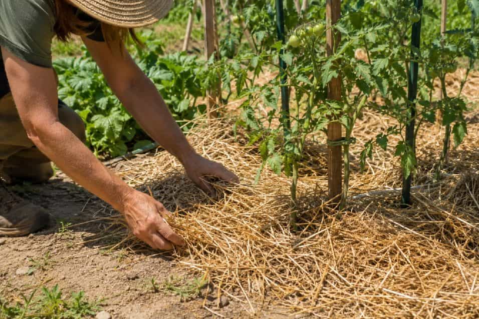 La pacciamatura protegge il terreno dal caldo e limita l’evaporazione. Materiali, spessori, uso dell’erba tagliata ed errori da evitare.