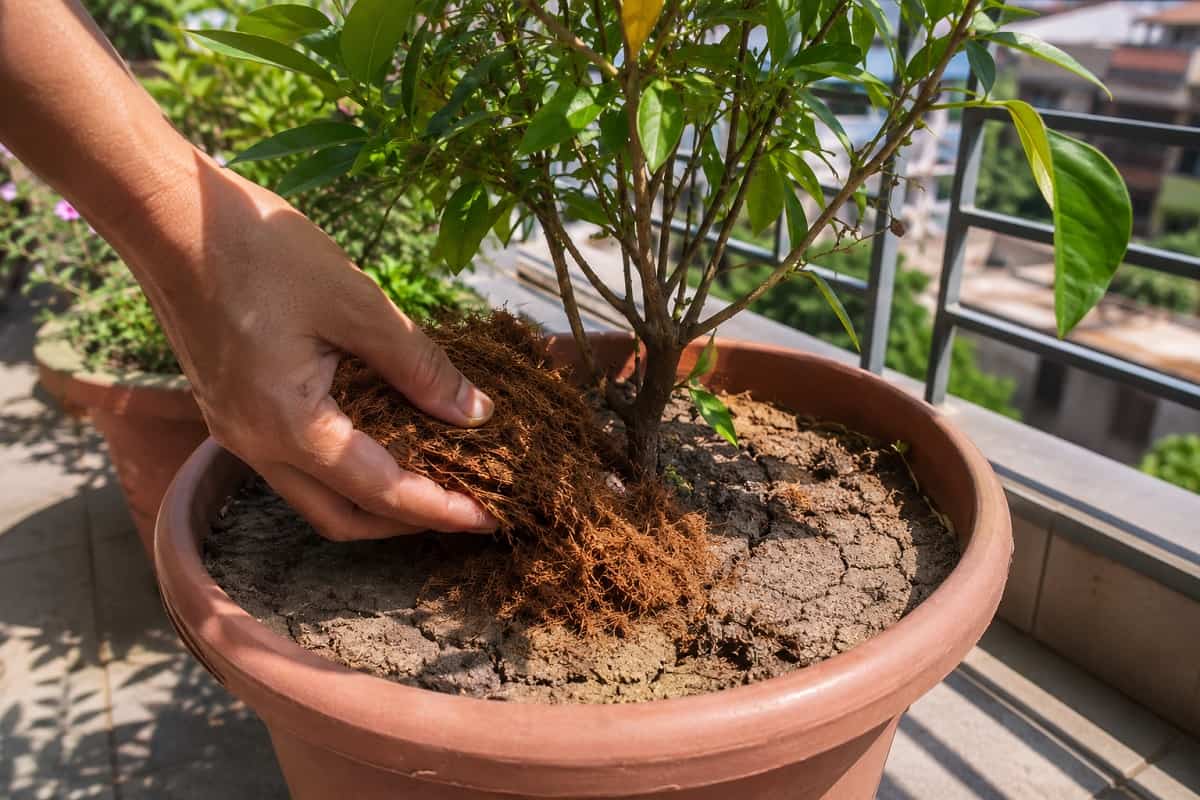Terriccio già secco dopo poche ore: perché succede, quando annaffiare e come mantenere umida la terra delle piante senza ristagni durante il caldo forte.
