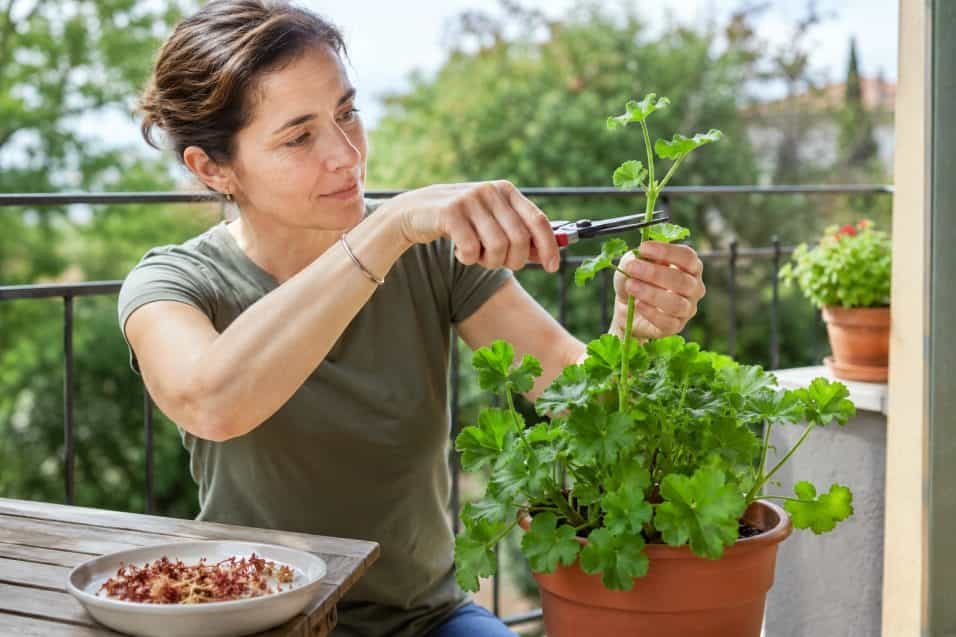 Donna che accorcia sopra un nodo un ramo lungo di geranio dopo aver eliminato i fiori secchi