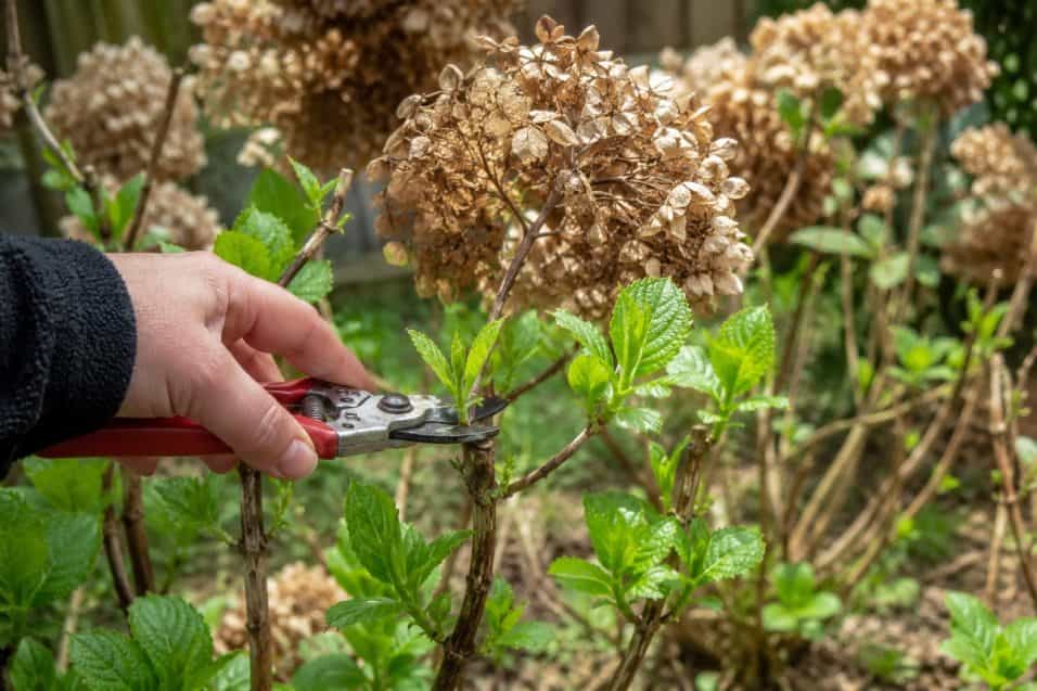 Ortensia con fiori secchi ad agosto? Non tagliare tutti i rami: una potatura sbagliata può compromettere la futura fioritura.