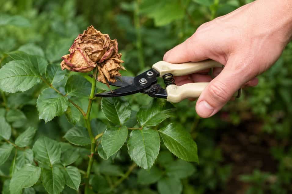 Mano che elimina con piccole cesoie un fiore appassito da una rosa lasciando intatti il ramo verde e le foglie sane.